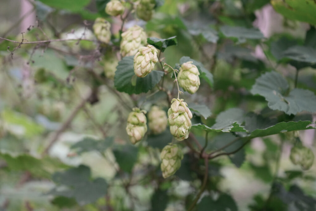 Hopfendolden zwischen grünen Blättern.