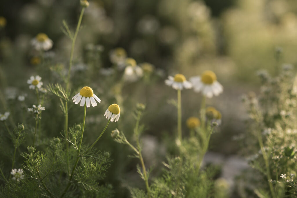 Kamillenblüten in einem sommerlichen Garten.